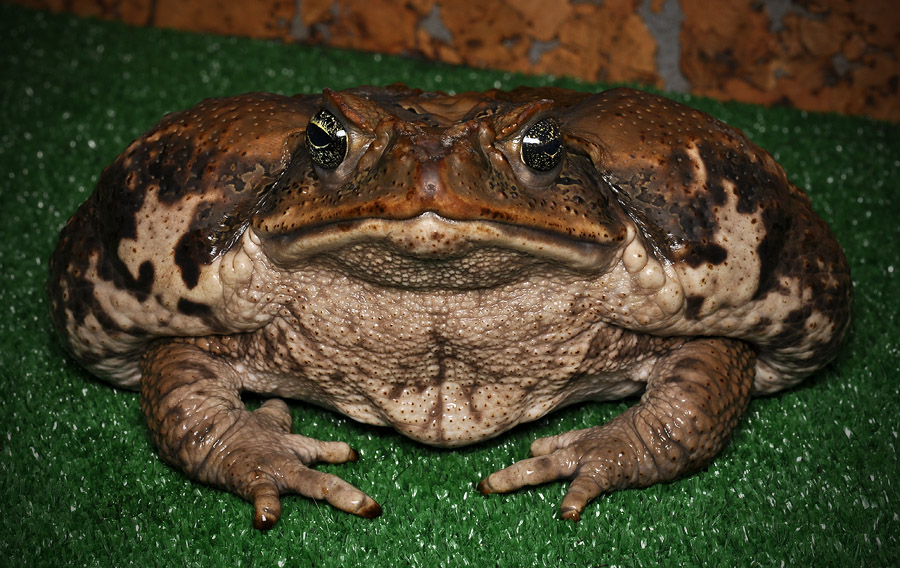 Ҹ 